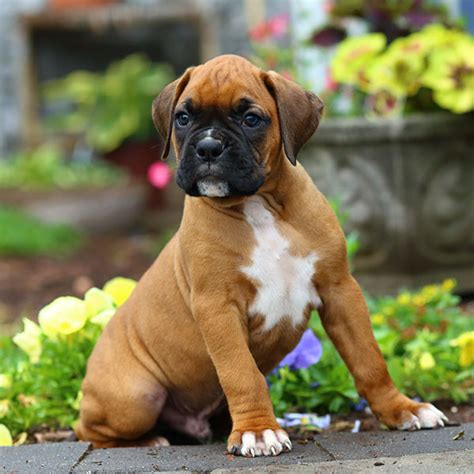 boxer puppies for sale in central florida|boxer puppies under 300 dollars.